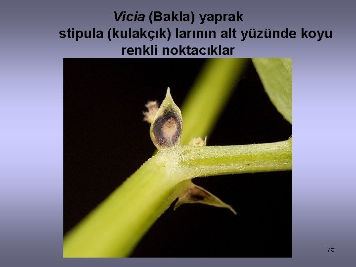 Vicia (Bakla) yaprak stipula (kulakçık) larının alt yüzünde koyu renkli noktacıklar 75 