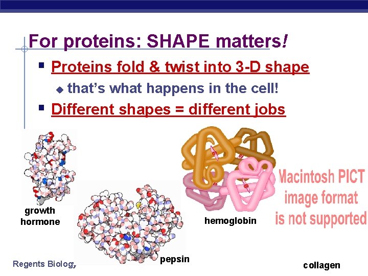 For proteins: SHAPE matters! § Proteins fold & twist into 3 -D shape u