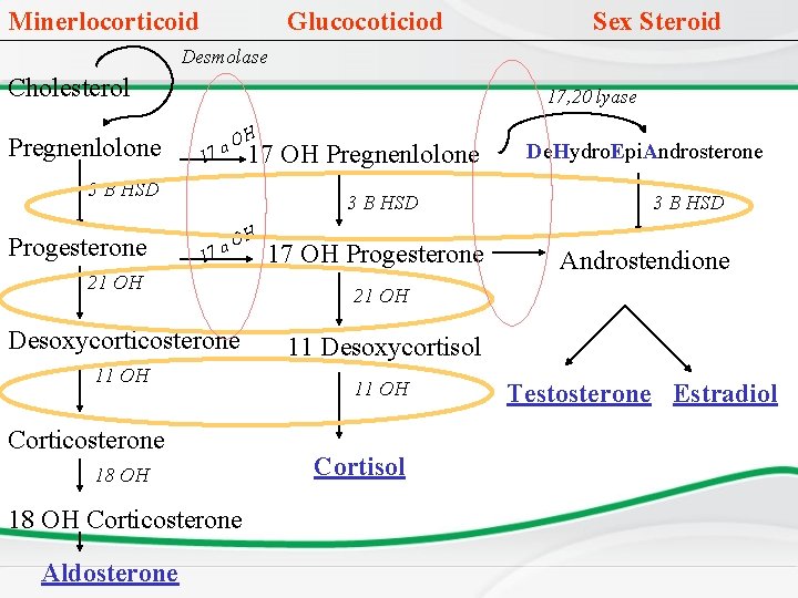 Minerlocorticoid Glucocoticiod Sex Steroid Desmolase Cholesterol Pregnenlolone 17, 20 lyase 1 O 7 a