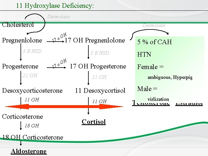 11 Hydroxylase Deficiency: Desmolase Cholesterol Pregnenlolone Desmolase 1 O 7 a H 17 OH