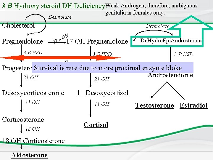 3. B Hydroxy steroid DH Deficiency: Weak Androgen; therefore, ambiguous Desmolase genitalia in females
