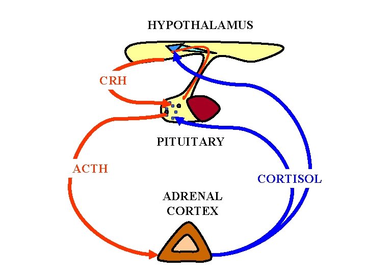 HYPOTHALAMUS CRH PITUITARY ACTH CORTISOL ADRENAL CORTEX 