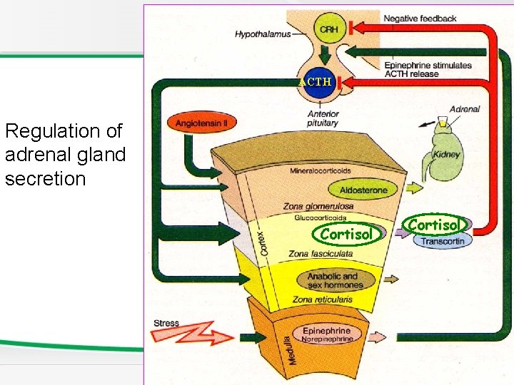 ACTH Regulation of adrenal gland secretion Cortisol 