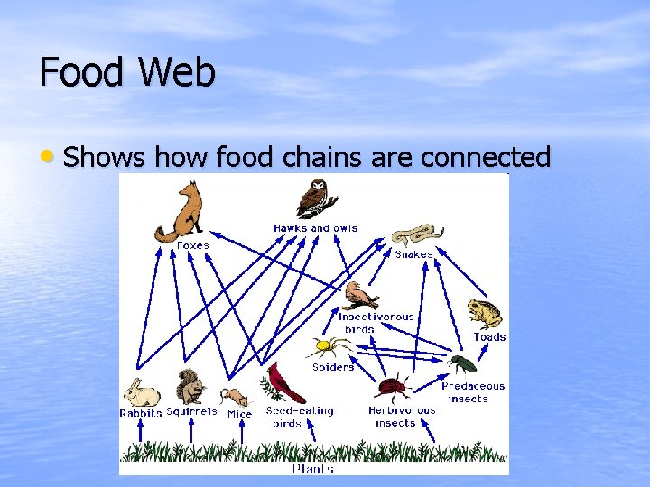 Food Web • Shows how food chains are connected 
