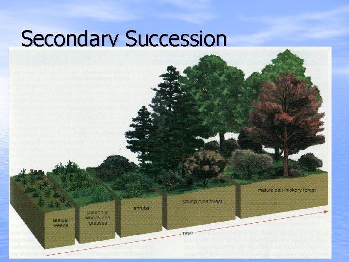 Secondary Succession 