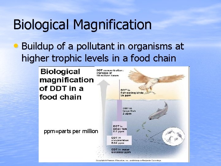 Biological Magnification • Buildup of a pollutant in organisms at higher trophic levels in