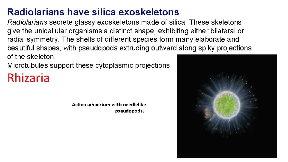 Radiolarians have silica exoskeletons Radiolarians secrete glassy exoskeletons made of silica. These skeletons give