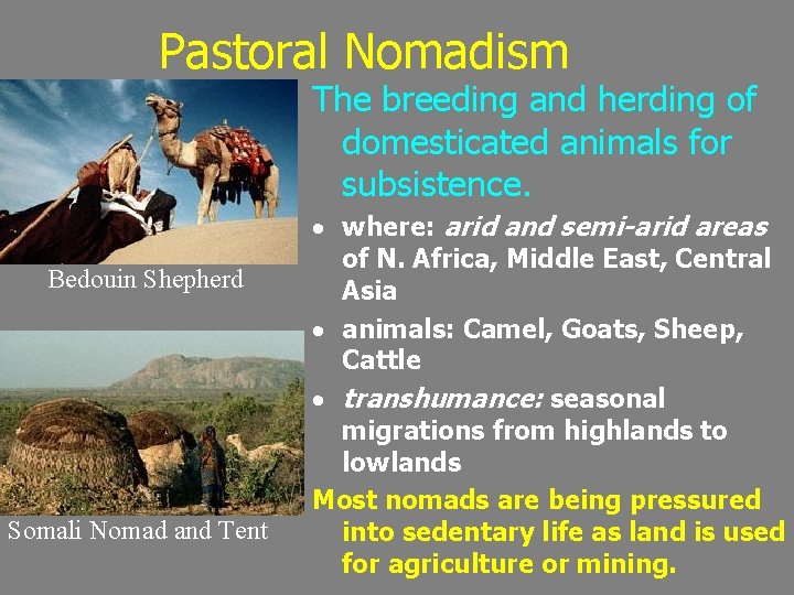 Pastoral Nomadism The breeding and herding of domesticated animals for subsistence. Bedouin Shepherd Somali
