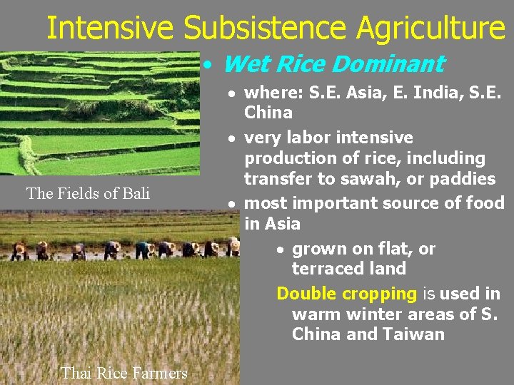 Intensive Subsistence Agriculture • Wet Rice Dominant The Fields of Bali Thai Rice Farmers