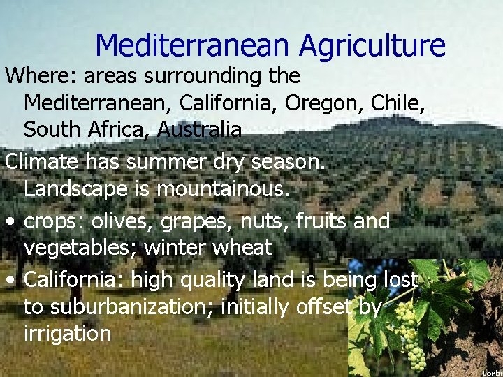 Mediterranean Agriculture Where: areas surrounding the Mediterranean, California, Oregon, Chile, South Africa, Australia Climate