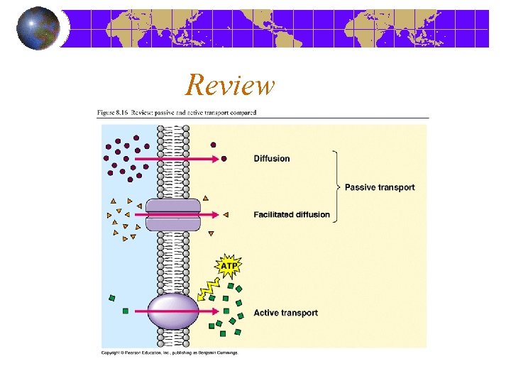 Ch 8 Cell Transport Definitions Solute Solvent Solution