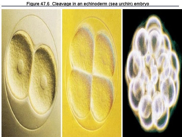 Figure 47. 6 Cleavage in an echinoderm (sea urchin) embryo 