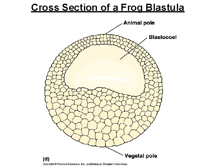 Cross Section of a Frog Blastula 