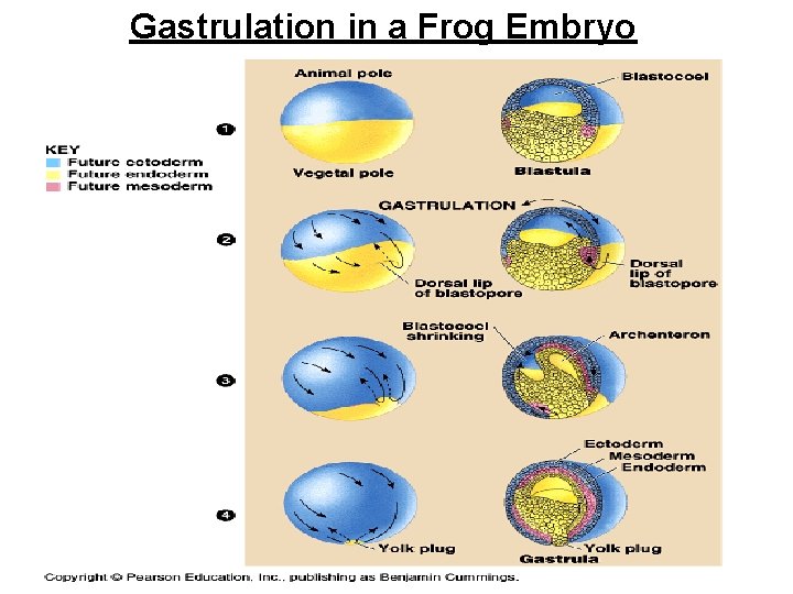 Gastrulation in a Frog Embryo 