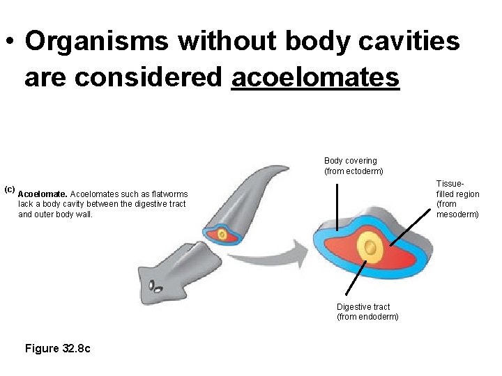  • Organisms without body cavities are considered acoelomates Body covering (from ectoderm) (c)