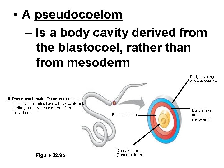  • A pseudocoelom – Is a body cavity derived from the blastocoel, rather