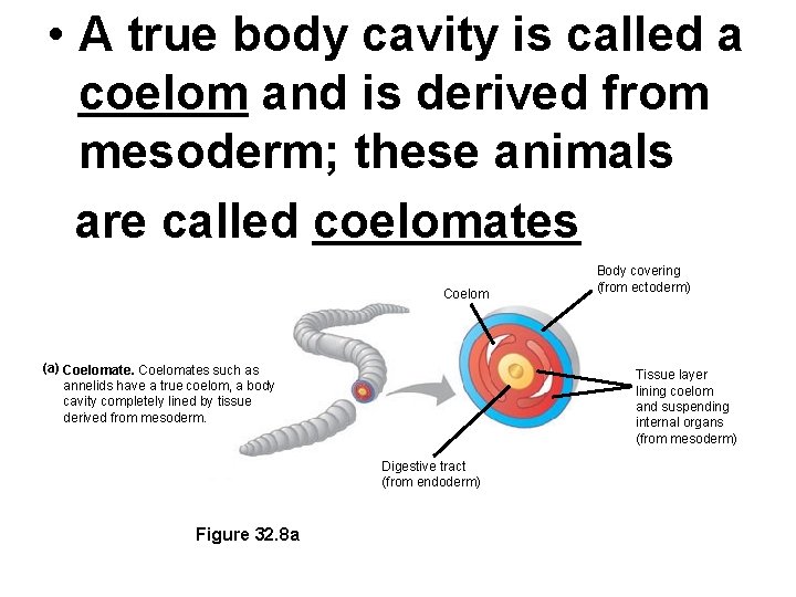  • A true body cavity is called a coelom and is derived from