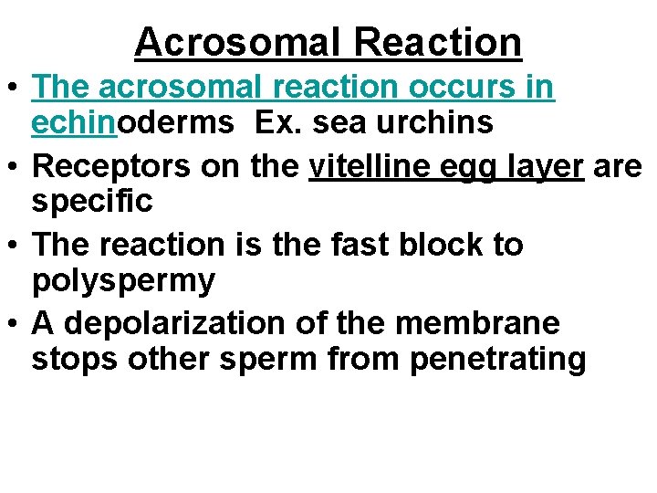 Acrosomal Reaction • The acrosomal reaction occurs in echinoderms Ex. sea urchins • Receptors