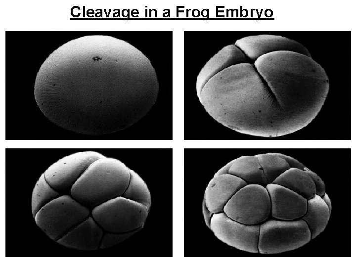 Cleavage in a Frog Embryo 