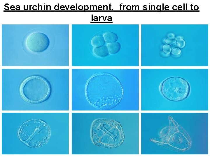 Sea urchin development, from single cell to larva 