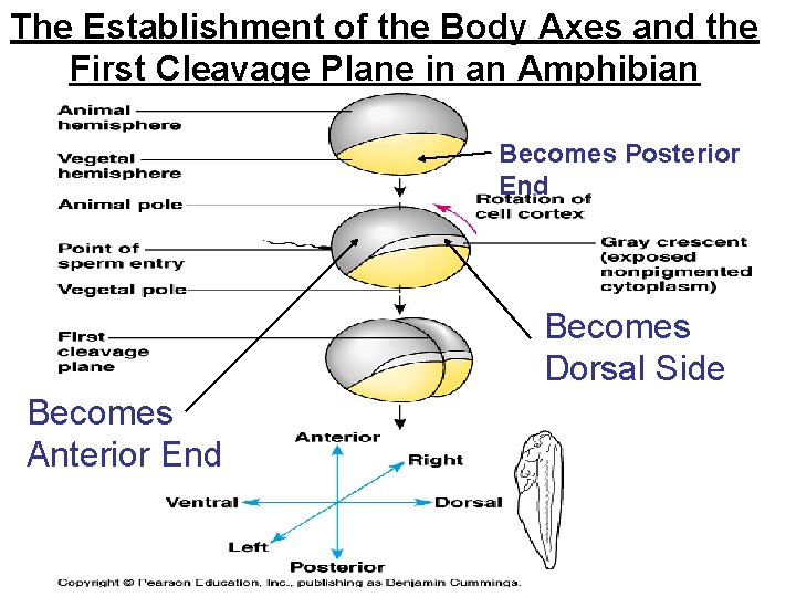 The Establishment of the Body Axes and the First Cleavage Plane in an Amphibian