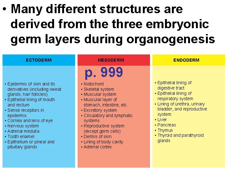  • Many different structures are derived from the three embryonic germ layers during
