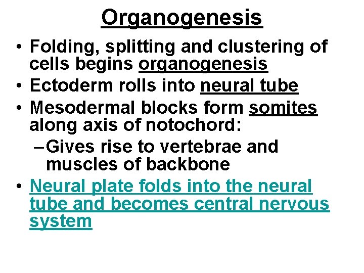 Organogenesis • Folding, splitting and clustering of cells begins organogenesis • Ectoderm rolls into