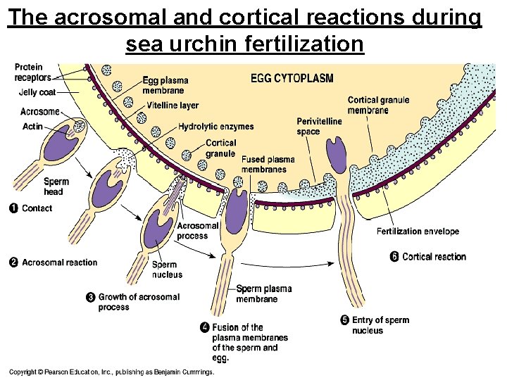 The acrosomal and cortical reactions during sea urchin fertilization 