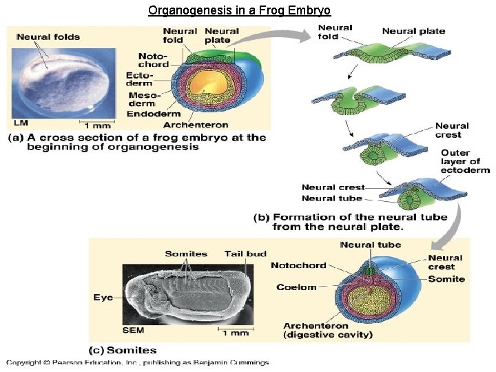 Organogenesis in a Frog Embryo 