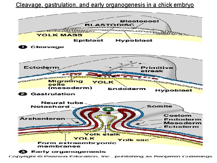 Cleavage, gastrulation, and early organogenesis in a chick embryo 