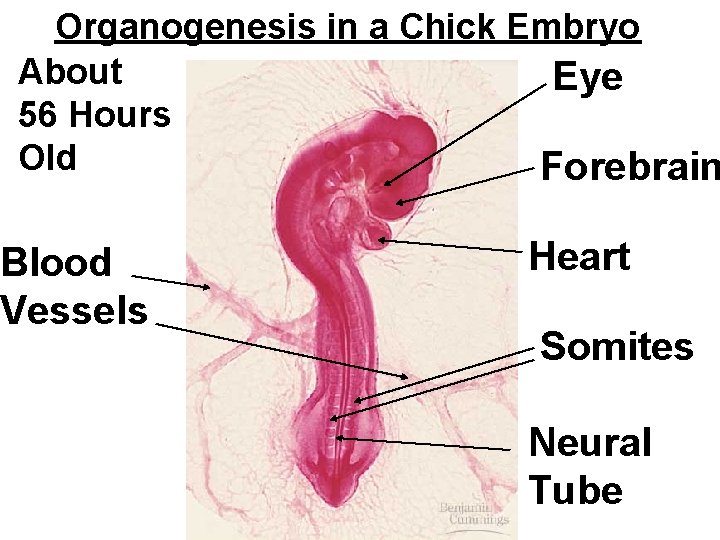 Organogenesis in a Chick Embryo About Eye 56 Hours Old Forebrain Blood Vessels Heart