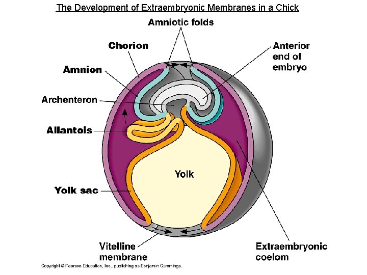 The Development of Extraembryonic Membranes in a Chick 
