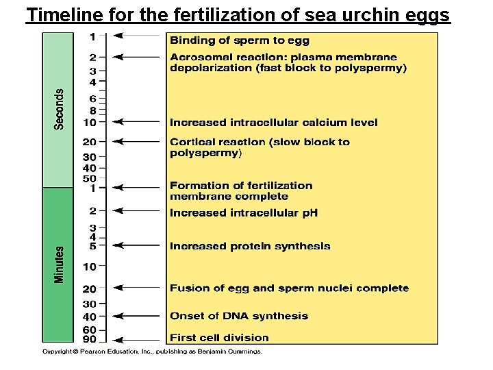 Timeline for the fertilization of sea urchin eggs 