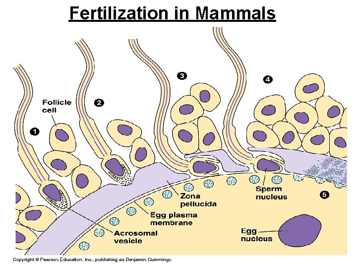 Fertilization in Mammals 