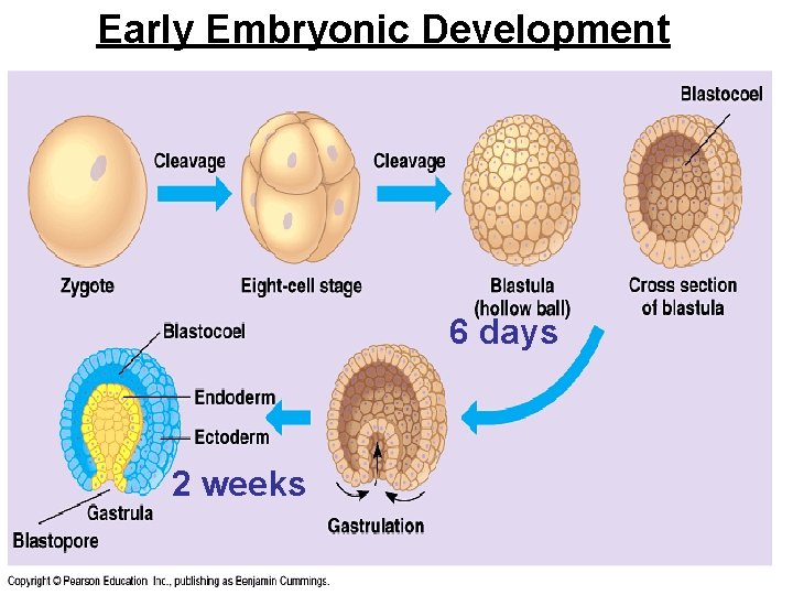 Early Embryonic Development 6 days 2 weeks 