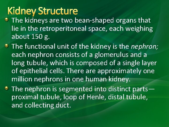 Kidney Structure The kidneys are two bean-shaped organs that lie in the retroperitoneal space, Kidney Structure The kidneys are two bean-shaped organs that lie in the retroperitoneal space,