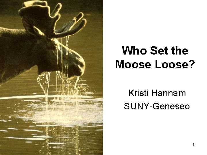Who Set the Moose Loose? Kristi Hannam SUNY-Geneseo 1 