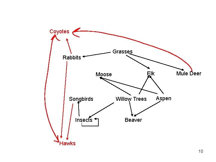 Coyotes Grasses Rabbits Elk Moose Songbirds Insects Willow Trees Mule Deer Aspen Beaver Hawks