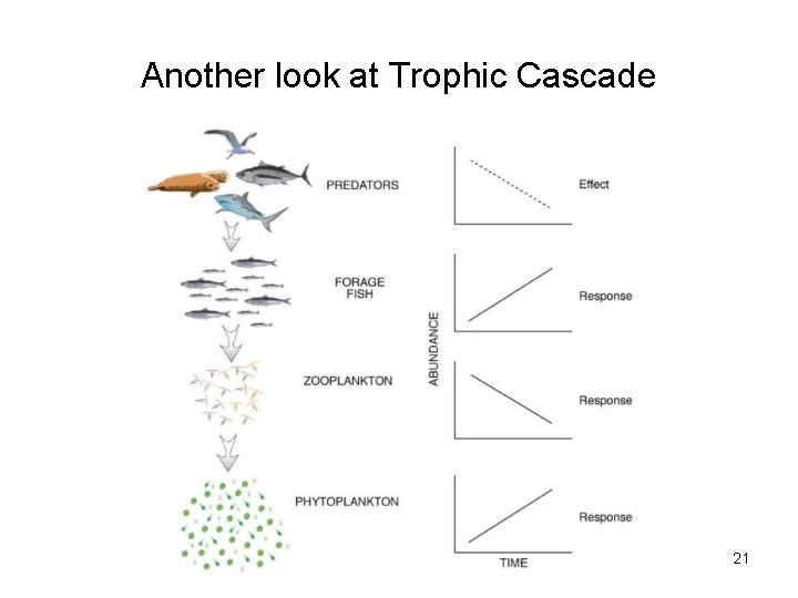 Another look at Trophic Cascade 21 