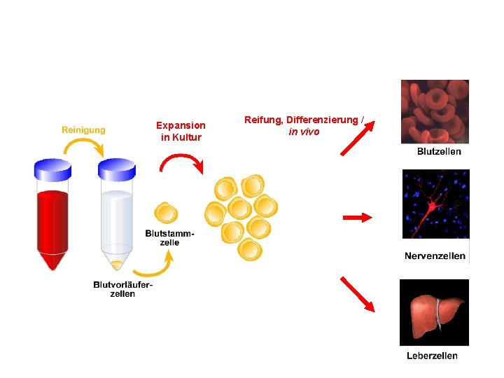 Expansion in Kultur Reifung, Differenzierung / in vivo 