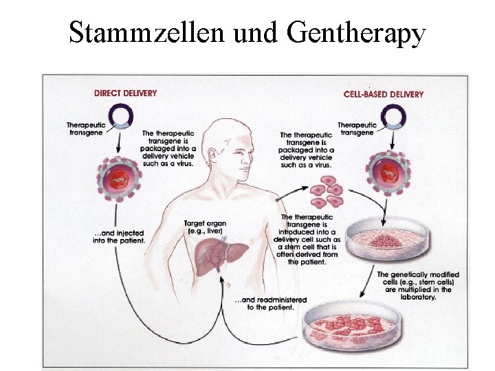 Stammzellen und Gentherapy 