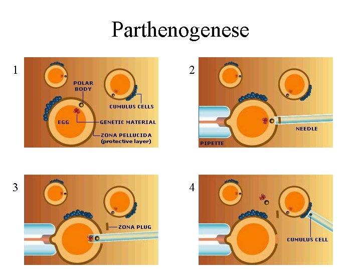 Parthenogenese 1 2 3 4 