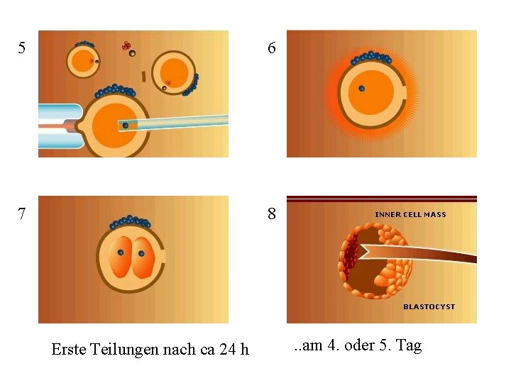 5 6 7 8 Erste Teilungen nach ca 24 h . . am 4.