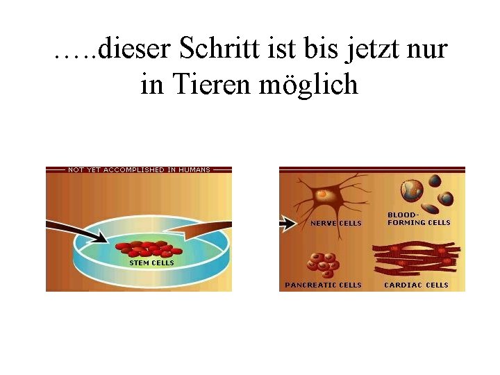 …. . dieser Schritt ist bis jetzt nur in Tieren möglich 