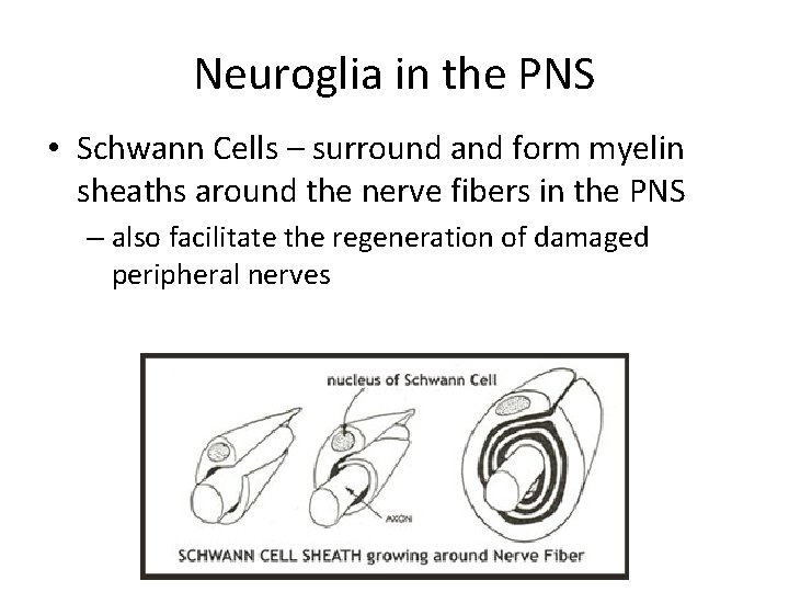 Neuroglia in the PNS • Schwann Cells – surround and form myelin sheaths around