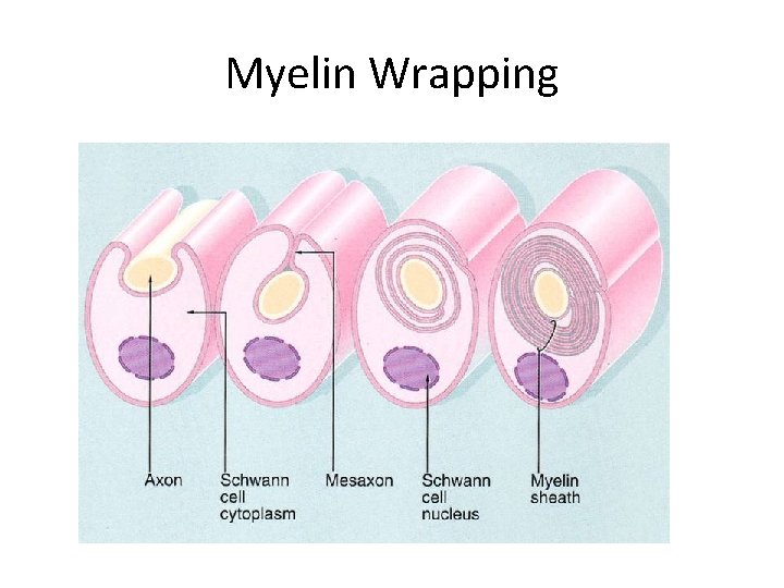 Myelin Wrapping 