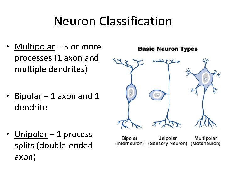 Neuron Classification • Multipolar – 3 or more processes (1 axon and multiple dendrites)