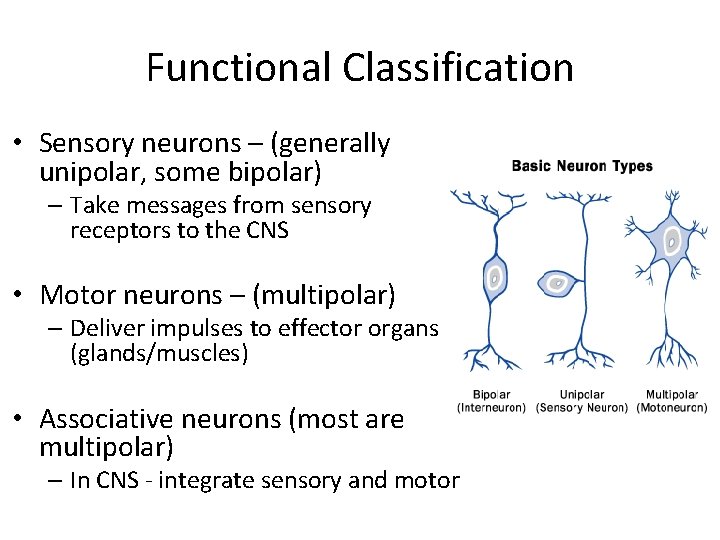 Functional Classification • Sensory neurons – (generally unipolar, some bipolar) – Take messages from