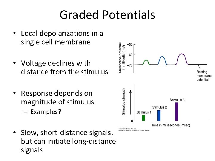 Graded Potentials • Local depolarizations in a single cell membrane • Voltage declines with