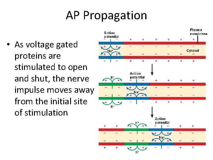 AP Propagation • As voltage gated proteins are stimulated to open and shut, the